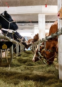 Commerce de vaches - vivre de près la vente aux enchères de bétail dans l'Emmental