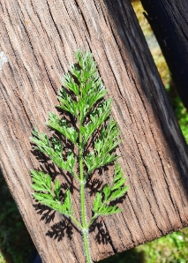 Atelier sur les herbes au lac de Constance