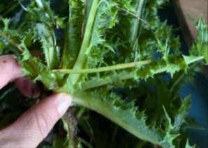 Challenge en équipe de survie « Plantes sauvages comestibles »