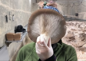 Workshop «Pilzzucht» für Teams