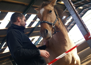 Formation et coaching grâce à la relation avec les chevaux