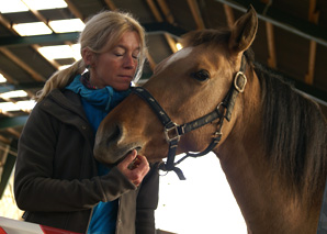 Von Pferden lernen - pferdegestütztes Coaching