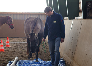 Formation et coaching grâce à la relation avec les chevaux