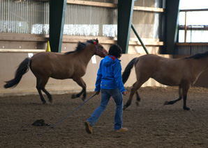 Formation et coaching grâce à la relation avec les chevaux