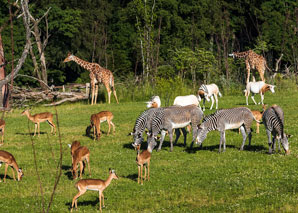 Atelier photo avec smartphone au zoo de Zurich