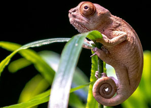 Smartphone photo workshop at Zurich Zoo