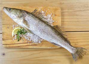 Zander – Führung durch die Fischzucht auf dem Bauernhof