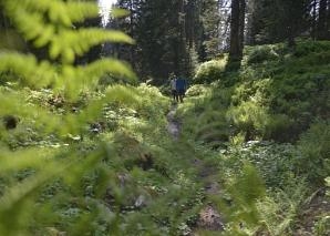 Forest expedition in the Muotathal