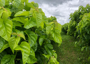 Guided hike to the silkworms