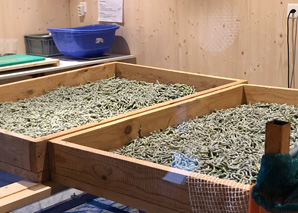 Guided hike to the silkworms