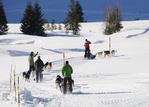 Huskyplausch im Toggenburg
