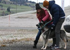 Huskytrekking in der Ostschweiz