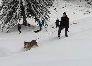 Huskytrekking in der Ostschweiz