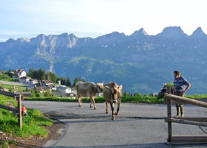 Cheeses and wild herb hunting in Flumserberg