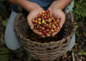 Coffee workshop with organic coffee