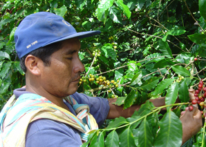 Coffee workshop with organic coffee