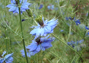 Medicinal herbs in the streets of Zurich