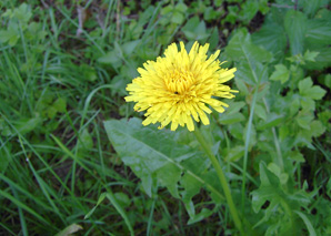 Medicinal herbs in the streets of Zurich