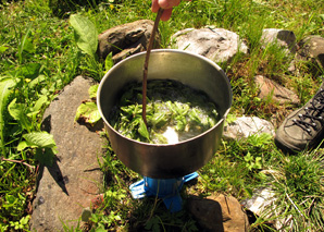 Medicinal herbs in the streets of Zurich