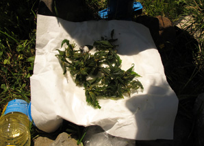 Medicinal herbs in the streets of Zurich