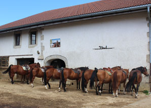 Promenade en calèche Jura