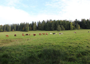 Kutschenfahrt durch den Jura