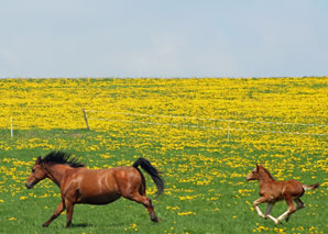 Kutschenfahrt durch den Jura