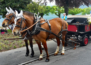 Carriage ride Weggis Luzern