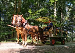 Horse-drawn carriage to the Kambly factory