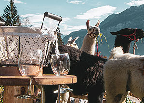 Lama-Trekking im Berner Oberland