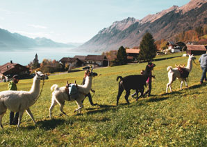 Lama-Trekking im Berner Oberland