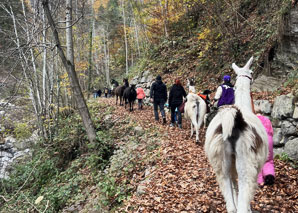 Trekking avec des lamas dans l'Oblerand bernois