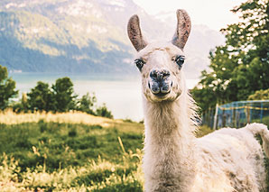 Lama Trekking Bernese Oblerand