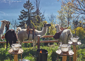 Lama Trekking Bernese Oblerand