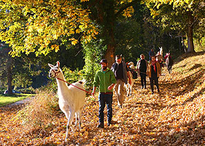 Trekking avec des lamas dans l'Oblerand bernois