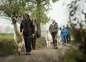 Randonnée avec des lamas à Soleure-Bucheggberg