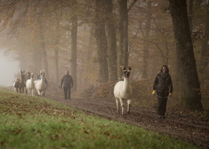 Randonnée avec des lamas à Soleure-Bucheggberg