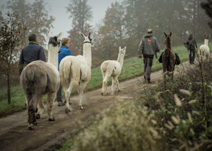 Randonnée avec des lamas à Soleure-Bucheggberg