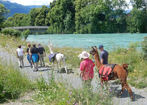 Lama trekking in the Bernese Oberland