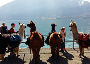 Lama trekking in the Bernese Oberland