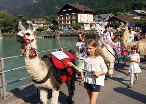 Lama trekking in the Bernese Oberland