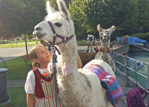 Randonnée dans l'Oberland bernois en compagnie de lamas