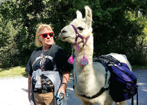 Lama trekking in the Bernese Oberland