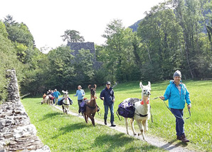 Randonnée dans l'Oberland bernois en compagnie de lamas