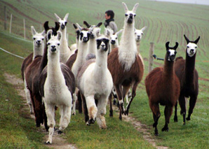Lamas führen – Managertraining mit Tieren