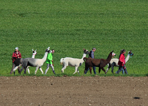 Conduire des lamas - training de gestion avec des animaux