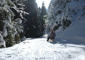 Schlittelspass im Berner Oberland