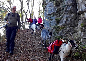 Offline-Trekking mit Geissen im Emmental