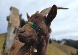 Offline-Trekking mit Geissen im Emmental