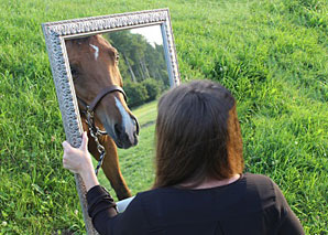 Communication, effect and leadership - transfer from the horse herd